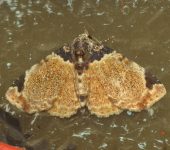 Micranthops alceste (Lepidoptera, Erebidae) - Bioexploradores