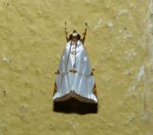 Argyria insons (Lepidoptera, Crambidae) - Bioexploradores
