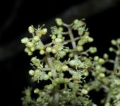 Miconia brachygyna (Myrtales, Melastomataceae) - Bioexploradores