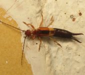Doru taeniatum Tijerilla lineada / Doru taeniatum (Dermaptera, Forficulidae) - Bioexploradores