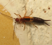 Tijerilla lineada / Doru taeniatum (Dermaptera, Forficulidae) - Bioexploradores