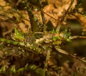 Encentra longipes Encentra longipes (Orthoptera, Tettigoniidae) - Bioexploradores