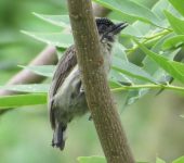 Carpinterito colombiano / Grayish Piculet / Picumnus granadensis (Piciformes, Picidae) - Bioexploradores
