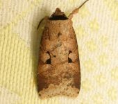 Praina temperata (Lepidoptera, Noctuidae) - Bioexploradores