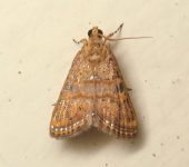 Aureopteryx argentistriata (Lepidoptera, Crambidae) - Bioexploradores