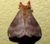 Hylesia dalina (Lepidoptera, Saturniidae) - Bioexploradores