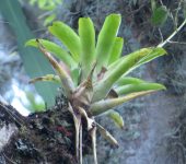 Guiche / Racinaea tenuispica (Poales, Bromeliaceae) - Bioexploradores