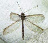 Haploglenius costatus (Neuroptera, Myrmeleontidae) - Bioexploradores