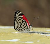 Diaethria clymena marchalii Mariposa ochenta y nueve / Diaethria clymena marchalii (Lepidoptera, Nymphalidae) - Bioexploradores