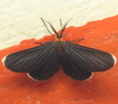 Polilla negra de puntas blancas / Melanchroia chephise (Lepidoptera, Geometridae) - Bioexploradores
