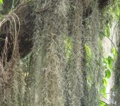 Barba de viejo / Tillandsia usneoides (Poales, Bromeliaceae) - Bioexploradores