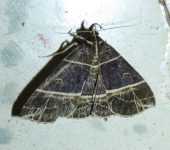 Rejectaria niciasalis (Lepidoptera, Erebidae) - Bioexploradores