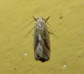 Micrathetis tecnion (Lepidoptera, Noctuidae) - Bioexploradores