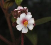Miconia benthamiana (Myrtales, Melastomataceae) - Bioexploradores