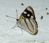 Dynamine tithia Ninfa punteada / Dynamine tithia (Lepidoptera, Nymphalidae) - Bioexploradores