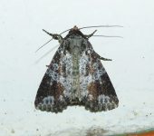 Splotched Groundling / Condica cupentia (Lepidoptera, Noctuidae) - Bioexploradores