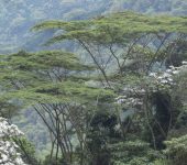 Pisquín / Pseudosamanea carbonaria (Fabales, Fabaceae) - Bioexploradores