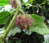 Alloplectus weirii Alloplectus weirii (Lamiales, Gesneriaceae) - Bioexploradores