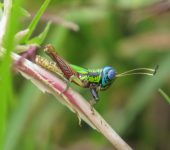 Megacheilacris vallensis (Orthoptera, Romaleidae) - Bioexploradores
