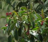 Miona / Blakea quadrangularis (Myrtales, Melastomataceae) - Bioexploradores