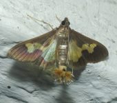Polilla de las calabazas / Diaphania nitidalis (Lepidoptera, Crambidae) - Bioexploradores