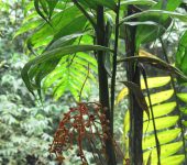 Chamaedorea pinnatifrons Molinillo / Guaya de cerro / Chamaedorea pinnatifrons (Arecales, Arecaceae) - Bioexploradores