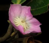 Blakea calyptrata (Myrtales, Melastomataceae) - Bioexploradores