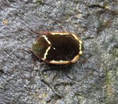 Ocyochterus victor Ocyochterus victor (Hemiptera, Ochteridae) - Bioexploradores