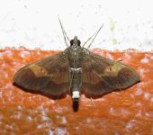 Diaphania olealis (Lepidoptera, Crambidae) - Bioexploradores