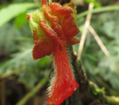 Glossoloma schultzei Glossoloma schultzei (Lamiales, Gesneriaceae) - Bioexploradores