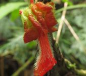 Glossoloma schultzei Glossoloma schultzei (Lamiales, Gesneriaceae) - Bioexploradores