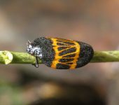 Sphenorhina clarivenosa (Hemiptera, Cercopidae) - Bioexploradores