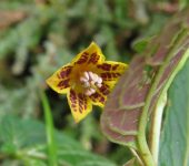 Capsicum geminifolium Capsicum geminifolium (Solanales, Solanaceae) - Bioexploradores