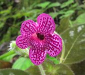 Kohleria amabilis Kohleria amabilis (Lamiales, Gesneriaceae) - Bioexploradores
