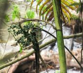 Chamaedorea linearis Palmicho / Chamaedorea linearis (Arecales, Arecaceae) - Bioexploradores