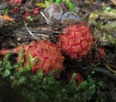 Mazorquita / Corynaea crassa (Santalales, Balanophoraceae) - Bioexploradores