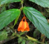 Begonia kalbreyeri Begonia kalbreyeri (Cucurbitales, Begoniaceae) - Bioexploradores