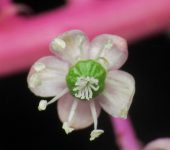 Phytolacca rivinoides Jaboncillo / Phytolacca rivinoides (Caryophyllales, Phytolaccaceae) - Bioexploradores