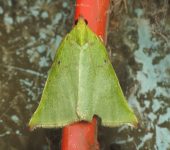 Paramacna herbacealis Paramacna herbacealis (Lepidoptera, Pyralidae) - Bioexploradores
