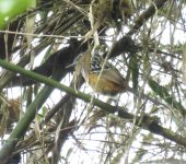 Drymophila striaticeps Hormiguerito cabeciestriado / Streak-headed Antbird / Drymophila striaticeps (Passeriformes, Thamnophilidae) - Bioexploradores