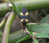Oncopeltus cingulifer Oncopeltus cingulifer (Hemiptera, Lygaeidae) - Bioexploradores