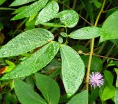 Dormilona grande / Mimosa albida (Fabales, Fabaceae) - Bioexploradores