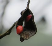 Chocho / Alcornoque / Ormosia colombiana (Fabales, Fabaceae) - Bioexploradores