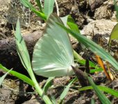 Ascia monuste Mariposa blanca gigante / Ascia monuste (Lepidoptera, Pieridae) - Bioexploradores