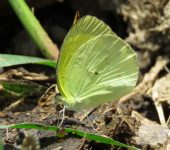 Pyrisitia venusta Mariposa amaarilla pálida / Pyrisitia venusta (Lepidoptera, Pieridae) - Bioexploradores