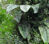 Monstera cf. planadensis (Alismatales, Araceae) - Bioexploradores