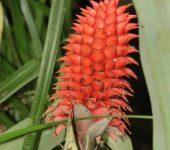 Ronnbergia veitchii (Poales, Bromeliaceae) - Bioexploradores