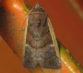 Elaphria jalapensis (Lepidoptera, Noctuidae) - Bioexploradores