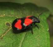 Mahanarva cruxminor (Hemiptera, Cercopidae) - Bioexploradores