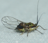 Mastigimas peruanus (Hemiptera, Calophyidae) - Bioexploradores